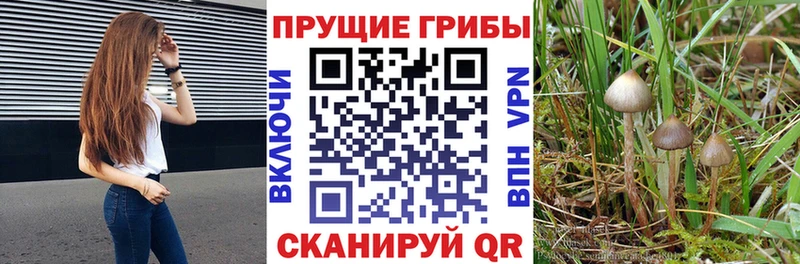 Галлюциногенные грибы Psilocybine cubensis  нарко площадка клад  Грайворон 